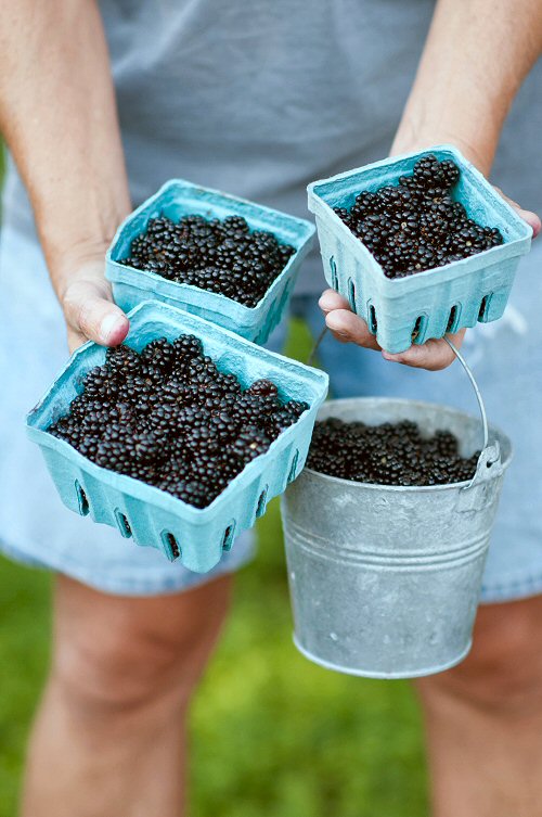 Blackberry Harvest