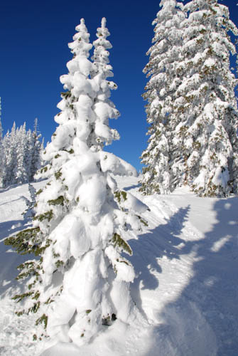 Snowy Trees