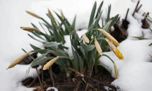 Winter Daffodils