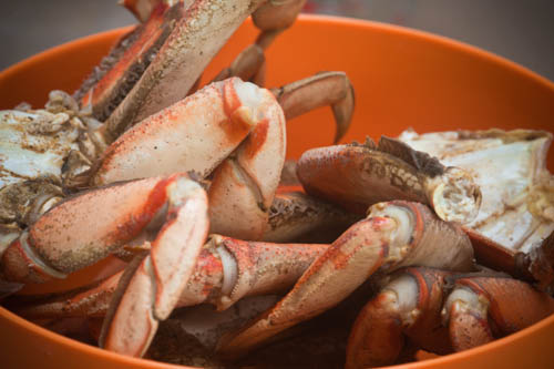 Cooked Dungeness Crab