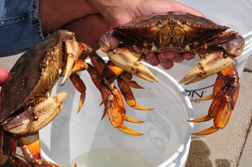 Crab Close-up