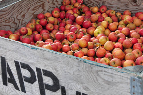 Apple Harvest