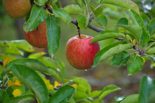 Apple on Tree