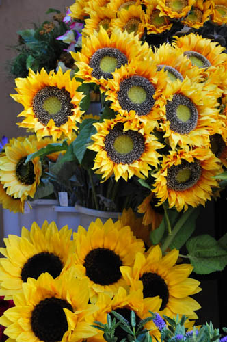 Sunflowers in Italy