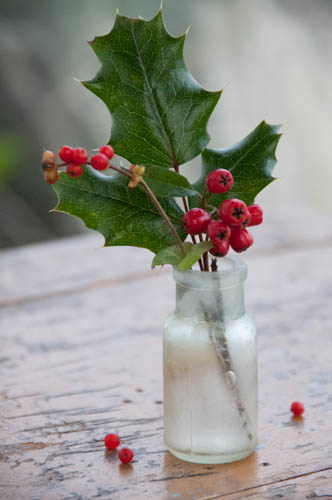 Holly Berries