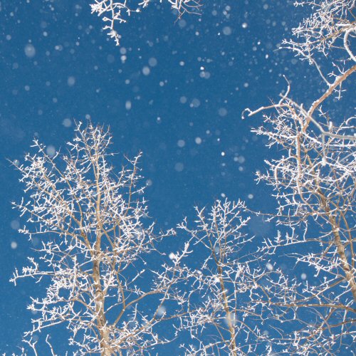 Snowy Aspens