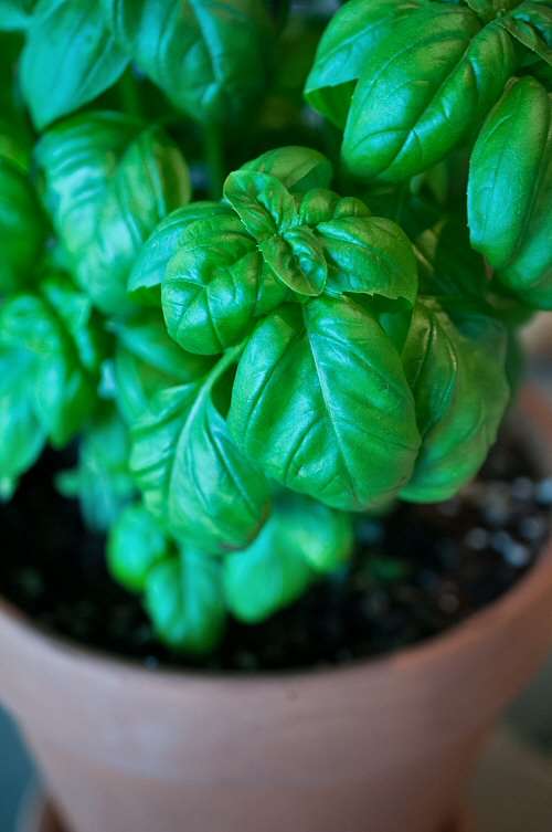 Fresh Basil