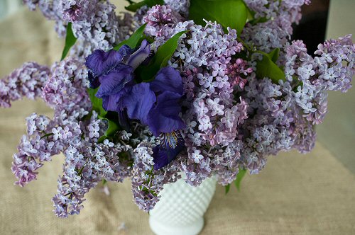 Lilacs and Iris