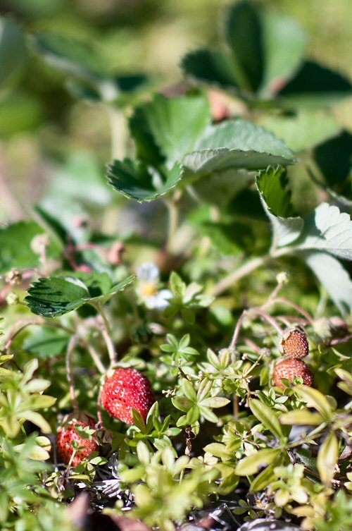 Strawberry Patch