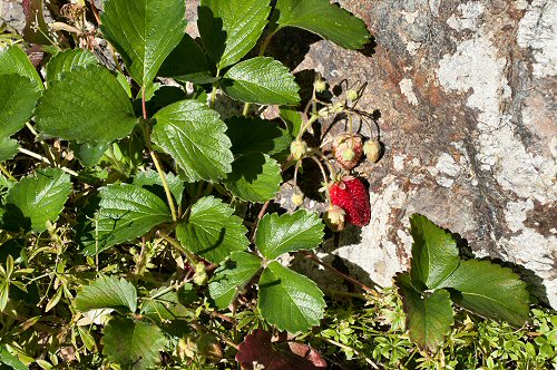 Strawberry Plant