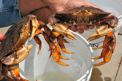 Dungeness Crabs