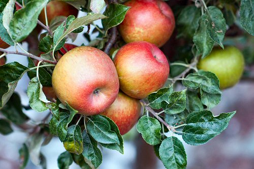 Apples on Tree