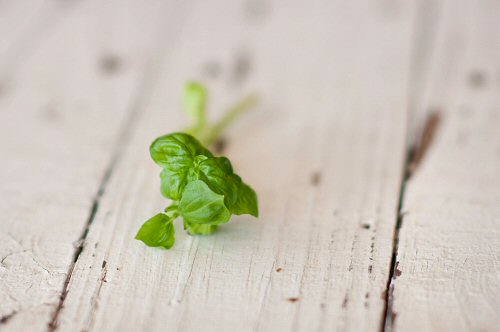 Basil Sprig