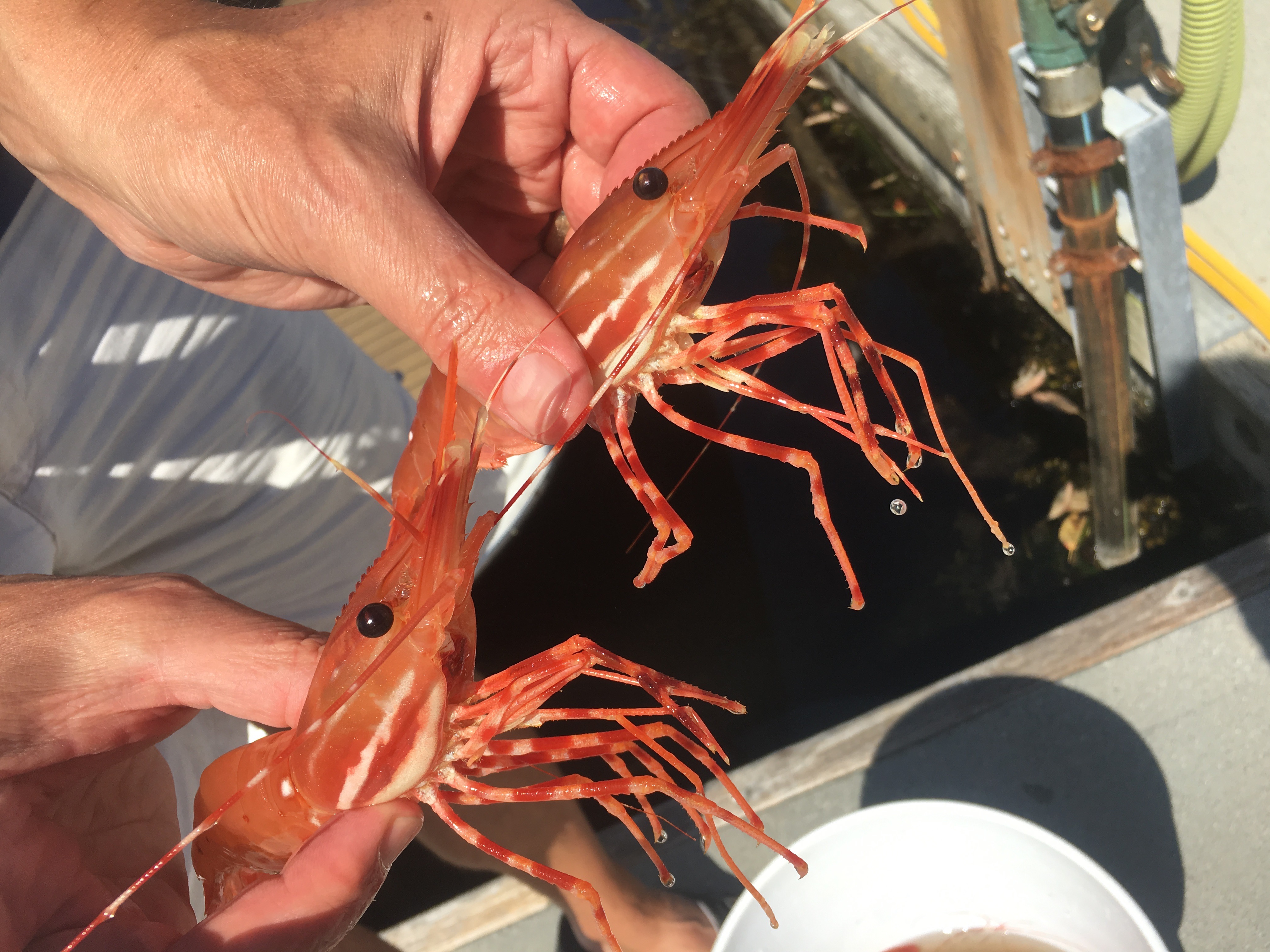 Spot Prawns