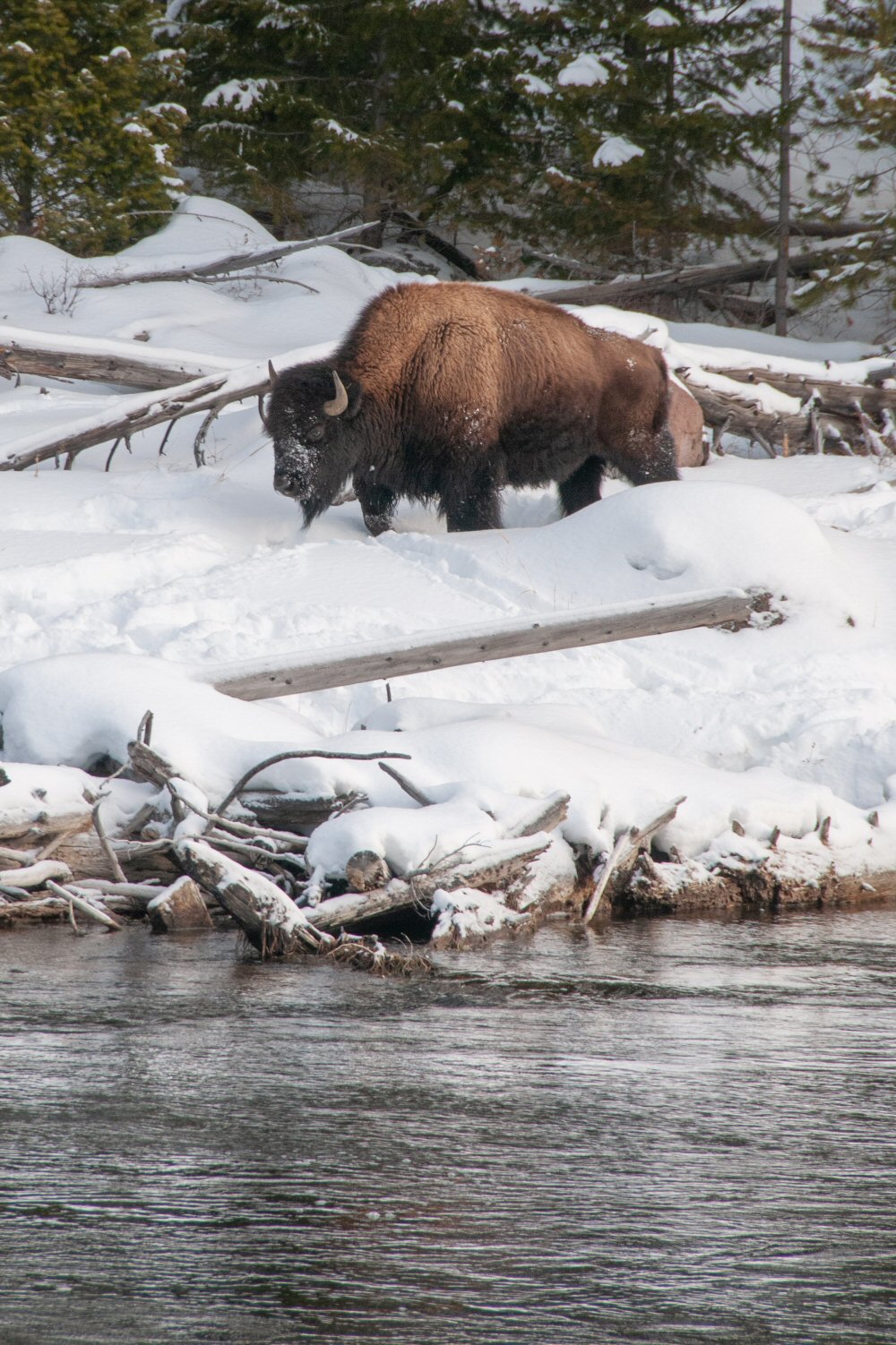 Bison in Yellowstone